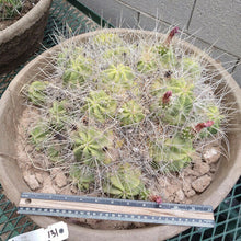 Load image into Gallery viewer, Echinocereus enneacanthus Lavender Flowers Super Clumps Cactus Cold Hardy ML