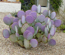 Load image into Gallery viewer, Opuntia violacea Santa Rita Big Round Pads Cold Hardy Whole Plant
