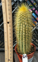 Load image into Gallery viewer, Vatricania guentheri Golden Column Cactus 64