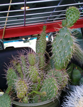 Load image into Gallery viewer, Opuntia rhodantha Grand Mesa Peach Cold Hardy Prickly Pear Cactus 1 Pad