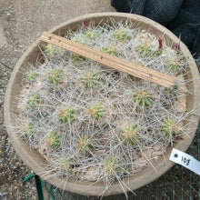 Load image into Gallery viewer, Echinocereus enneacanthus Lavender Flowers Super Clumps Cactus Cold Hardy MS