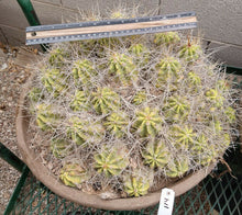 Load image into Gallery viewer, Echinocereus enneacanthus Lavender Flowers Super Clumps Cactus Cold Hardy SL