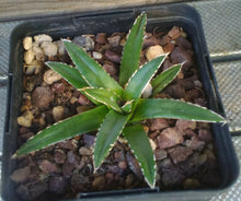 Load image into Gallery viewer, Agave victoria reginae Queen of Agaves Compact Form