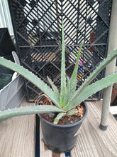 Load image into Gallery viewer, Aloe vera Healthy Green Rosette Loves Hot Weather
