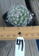 Load image into Gallery viewer, Mammillaria Candida Golf Ball Pincushion Cactus Pink Flowers 41