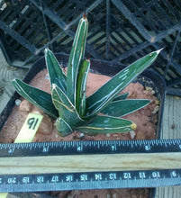 Load image into Gallery viewer, Agave ferdinand regis King of Agaves Tricuspid Terminal Spines
