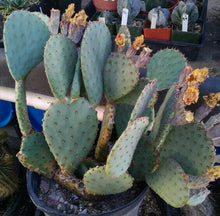 Load image into Gallery viewer, Opuntia cv. Durango Spineless Blue Pink Flowers Cactus 1 Pad