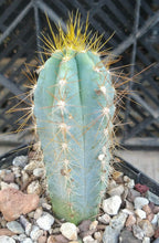 Load image into Gallery viewer, Pilosocereus azureus Blue Torch Cactus 3 Sizes to Choose From
