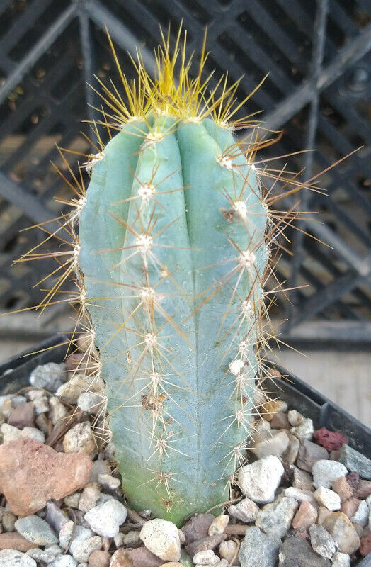 Pilosocereus azureus Blue Torch Cactus 3 Sizes to Choose From –  cactusbylin.com