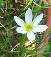 Load image into Gallery viewer, Zephyranthes treatiae Florida Native Fall White Flowers Grass Bulb Plant 6 Bulbs