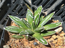 Load image into Gallery viewer, Agave victoria-reginae compacta Queen Victoria Agave 2