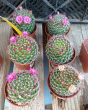 Load image into Gallery viewer, Mammillaria zeilmanniana Clumping Pink Flowers Cactus