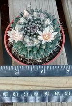 Load image into Gallery viewer, Mammillaria sempervivi Tightly Packed Pyramid Tubercles Cactus 1