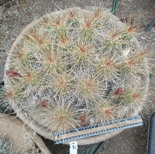Load image into Gallery viewer, Echinocereus enneacanthus Lavender Flowers Super Clumps Cactus Cold Hardy LS