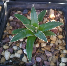 Load image into Gallery viewer, Agave victoria reginae Queen of Agaves Compact Form