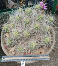 Load image into Gallery viewer, Echinocereus enneacanthus Lavender Flowers Super Clumps Cactus Cold Hardy SL