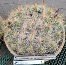 Load image into Gallery viewer, Echinocereus enneacanthus Lavender Flowers Super Clumps Cactus Cold Hardy SL