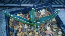 Load image into Gallery viewer, Agave ferdinand regis King of Agaves Tricuspid Terminal Spines