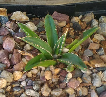 Load image into Gallery viewer, Agave victoria reginae Queen of Agaves Compact Form
