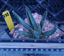 Load image into Gallery viewer, Agave ferdinand regis King of Agaves Tricuspid Terminal Spines