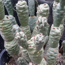 Load image into Gallery viewer, Tephrocactus articulatus v. strobiliformis Knob Cone Few Paper Spines Cactus 4x