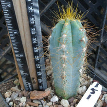 Load image into Gallery viewer, Pilosocereus azureus Blue Torch Cactus 3 Sizes to Choose From
