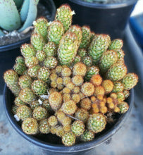 Load image into Gallery viewer, Mammillaria elongata Gold Lace Cactus Huge Pickle Stem Specimens