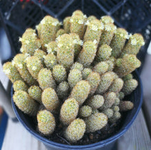 Load image into Gallery viewer, Mammillaria elongata Gold Lace Cactus Huge Pickle Stem Specimens