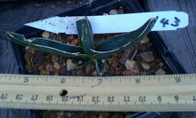 Load image into Gallery viewer, Agave ferdinand regis King of Agaves Tricuspid Terminal Spines