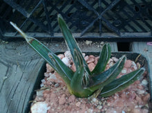 Load image into Gallery viewer, Agave ferdinand regis King of Agaves Tricuspid Terminal Spines