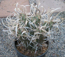 Load image into Gallery viewer, Tephrocactus articulatus v. papyracanthus Paper Spine Cactus 1 Section Only