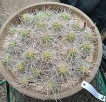Load image into Gallery viewer, Echinocereus enneacanthus Lavender Flowers Super Clumps Cactus Cold Hardy MS