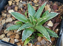 Load image into Gallery viewer, Agave victoria-reginae compacta Queen Victoria Agave