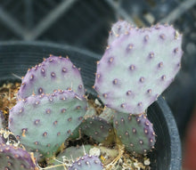 Load image into Gallery viewer, Opuntia gosseliniana Arizona Santa Rita Small Purple Pads Cold Hardy 1 Pad