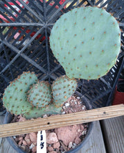 Load image into Gallery viewer, Opuntia violacea Santa Rita Big Round Pads Cold Hardy Whole Plant
