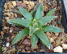 Load image into Gallery viewer, Agave victoria-reginae compacta Queen Victoria Agave