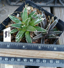 Load image into Gallery viewer, Agave victoria-reginae compacta Queen Victoria Agave