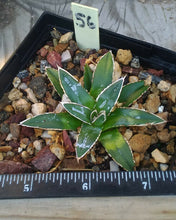 Load image into Gallery viewer, Agave victoria reginae Queen of Agaves Compact Form