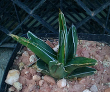 Load image into Gallery viewer, Agave ferdinand regis King of Agaves Tricuspid Terminal Spines