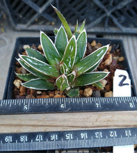 Load image into Gallery viewer, Agave victoria-reginae compacta Queen Victoria Agave