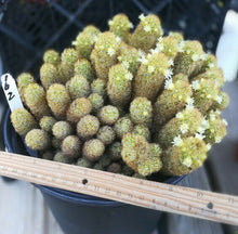 Load image into Gallery viewer, Mammillaria elongata Gold Lace Cactus Huge Pickle Stem Specimens