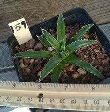 Load image into Gallery viewer, Agave victoria reginae Queen of Agaves Compact Form
