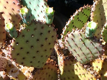 Load image into Gallery viewer, Opuntia basilaris x Santa Rita = Beaverita Pink Fruit Cactus 1 Pad