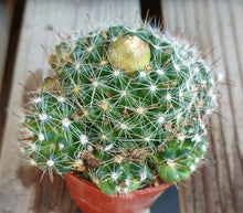 Load image into Gallery viewer, Mammillaria zeilmanniana Clumping Pink Flowers Cactus