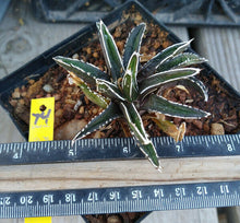 Load image into Gallery viewer, Agave victoria-reginae compacta Queen Victoria Agave