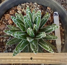 Load image into Gallery viewer, Agave victoria reginae Queen of Agaves Compact Form 53
