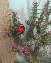 Load image into Gallery viewer, Cylindropuntia versicolor Long Section Cholla Cactus Deep Red Flower 1 Section