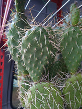Load image into Gallery viewer, Opuntia rhodantha Grand Mesa Peach Cold Hardy Prickly Pear Cactus 1 Pad