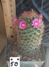 Load image into Gallery viewer, Mammillaria spinosissima Cylindrical Pin Cushion Cactus Pink Flowers 50