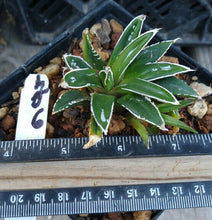 Load image into Gallery viewer, Agave victoria-reginae compacta Queen Victoria Agave